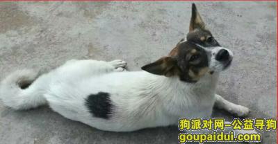 晋城找狗，请各位爱心人士帮我找回这条狗，好吗？，它是一只非常可爱的宠物狗狗，希望它早日回家，不要变成流浪狗。