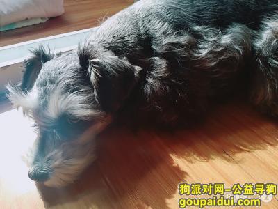 【郑州找狗】，拜托帮我找找我家雪纳瑞，它是一只非常可爱的宠物狗狗，希望它早日回家，不要变成流浪狗。