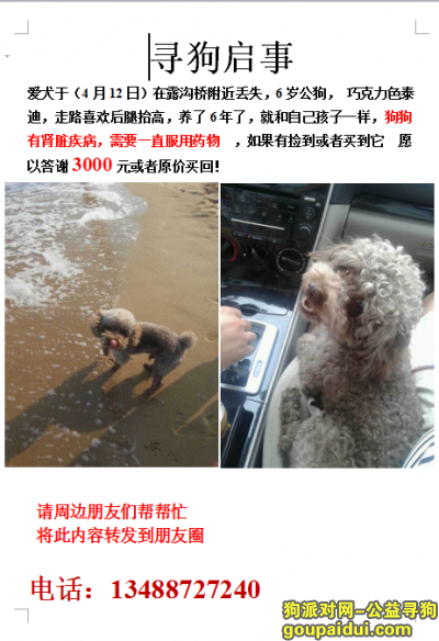 【北京找狗】，卢沟桥附近丢失泰迪，附近朋友请帮忙，它是一只非常可爱的宠物狗狗，希望它早日回家，不要变成流浪狗。