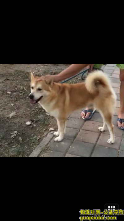 【天津找狗】，天津津南区双港新家园柴犬，它是一只非常可爱的宠物狗狗，希望它早日回家，不要变成流浪狗。