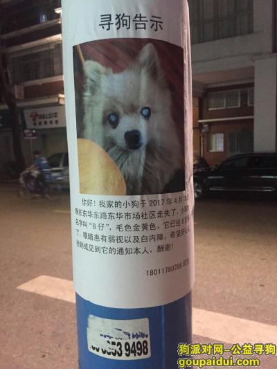 【广州找狗】，越秀区寻找2017年4月13日晚上在东华东路东华市场社区内走失的小狗，它是一只非常可爱的宠物狗狗，希望它早日回家，不要变成流浪狗。