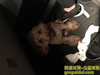 【北京捡到狗】，王府井东方新天地附近捡到棕色小泰迪一只，它是一只非常可爱的宠物狗狗，希望它早日回家，不要变成流浪狗。
