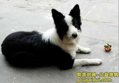 【郑州找狗】，郑州市 北环路普庆路附近寻一岁黑白边牧母犬，它是一只非常可爱的宠物狗狗，希望它早日回家，不要变成流浪狗。