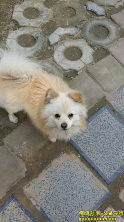 新乡找狗，郑州二七区兴华南街寻狗启示，它是一只非常可爱的宠物狗狗，希望它早日回家，不要变成流浪狗。