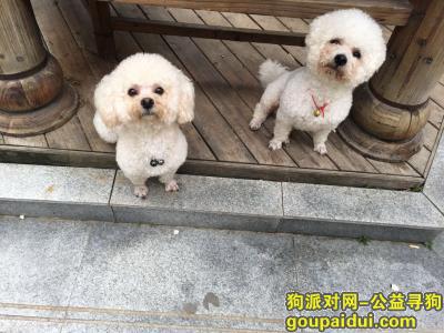 南阳寻狗启示，河南省南阳市卧龙区桂花城寻找爱犬，它是一只非常可爱的宠物狗狗，希望它早日回家，不要变成流浪狗。