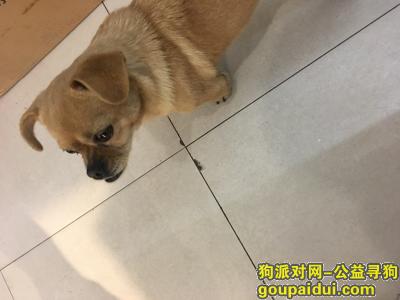 【合肥捡到狗】，2017.4.17合肥长江饭店附近捡到一条小狗寻找主人，它是一只非常可爱的宠物狗狗，希望它早日回家，不要变成流浪狗。