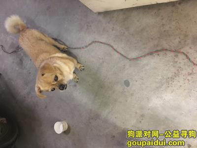 【合肥找狗】，【合肥捡到狗】2017年4月17日在合肥长江饭店附近捡到一条小狗，希望能找到它的主人。，它是一只非常可爱的宠物狗狗，希望它早日回家，不要变成流浪狗。