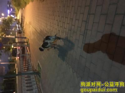 【广州捡到狗】，在嘉禾望岗看到的，主人快领回去吧，它是一只非常可爱的宠物狗狗，希望它早日回家，不要变成流浪狗。