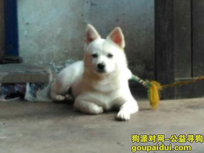 【泸州找狗】，狗狗丢了，2017年4月在泸县，绳子没套好，跑了，它是一只非常可爱的宠物狗狗，希望它早日回家，不要变成流浪狗。