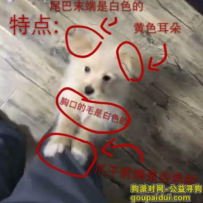 浙江温州苍南钱库爱犬丢失。请好心人帮帮忙。，它是一只非常可爱的宠物狗狗，希望它早日回家，不要变成流浪狗。