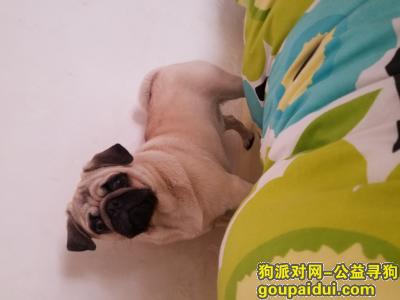 天津寻八哥犬8个月大公狗，它是一只非常可爱的宠物狗狗，希望它早日回家，不要变成流浪狗。