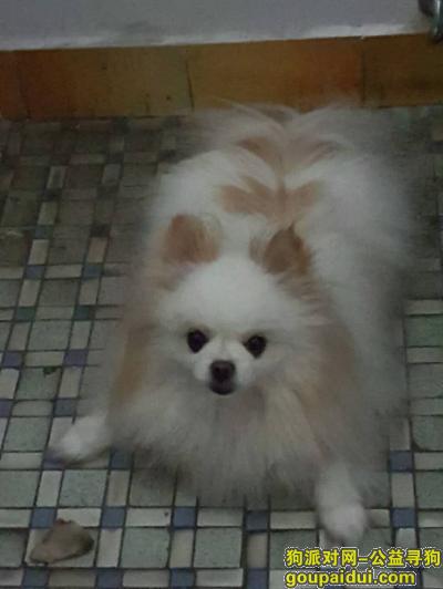 【广州找狗】，番禺市桥寻白色杂交博美犬，它是一只非常可爱的宠物狗狗，希望它早日回家，不要变成流浪狗。
