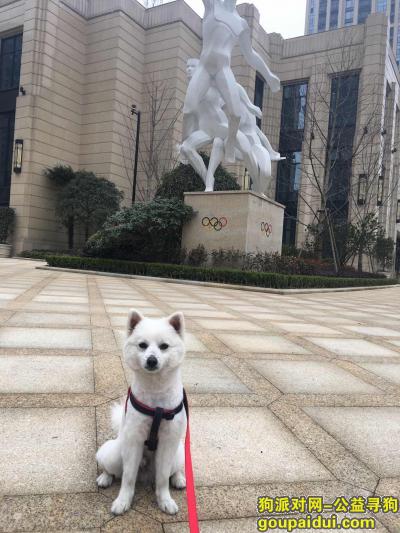 【杭州找狗】，临平西安小区附近 白色萨摩博美串，它是一只非常可爱的宠物狗狗，希望它早日回家，不要变成流浪狗。