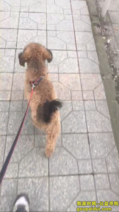 成都犀浦校园路寻狗，一岁半贵宾，它是一只非常可爱的宠物狗狗，希望它早日回家，不要变成流浪狗。