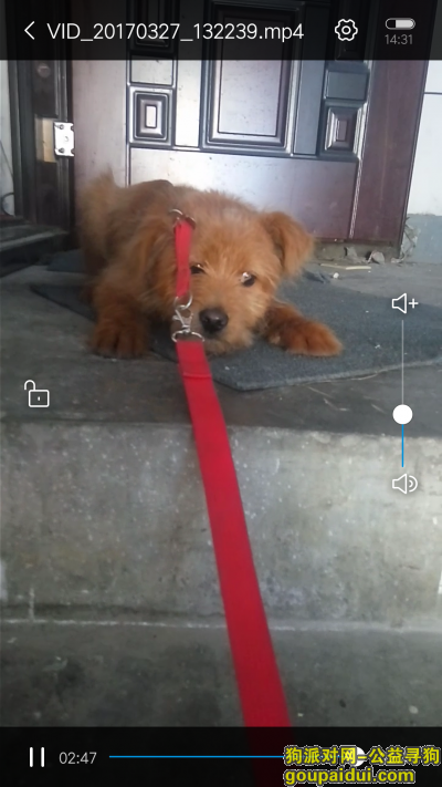 在新区珠江路附近走丢，求助好心人看到求联系15850162420,15962229804，它是一只非常可爱的宠物狗狗，希望它早日回家，不要变成流浪狗。