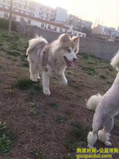 找狗，寻找一条在武汉的阿拉斯加，它是一只非常可爱的宠物狗狗，希望它早日回家，不要变成流浪狗。