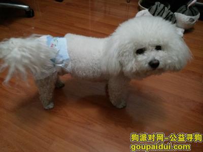 北京 2017年4月18日早11点 寻比熊 柳芳 和平里 和平东桥 中日医院 经贸大学马路沿线，它是一只非常可爱的宠物狗狗，希望它早日回家，不要变成流浪狗。