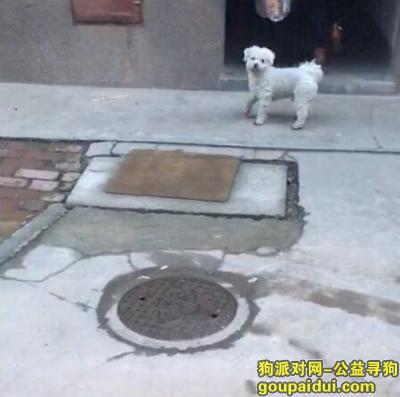 【西安找狗】，西安市长安区教师小区附近丢失白色卷毛比熊犬，急寻，它是一只非常可爱的宠物狗狗，希望它早日回家，不要变成流浪狗。