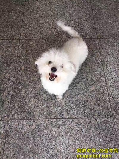 寻狗，重金寻狗！白色贵宾在中山区三八广场附近丢失，它是一只非常可爱的宠物狗狗，希望它早日回家，不要变成流浪狗。
