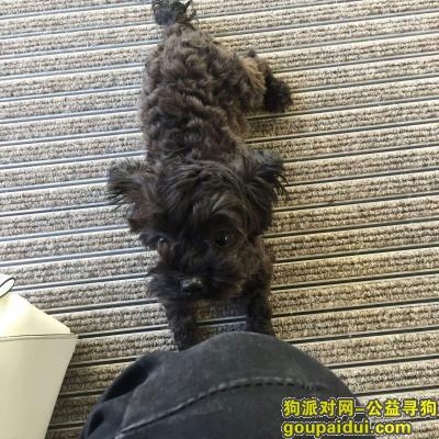 寻狗，郑州市金水区 小体型黑色宠物狗！4月21日早晨6:30-7:00之间丢失，它是一只非常可爱的宠物狗狗，希望它早日回家，不要变成流浪狗。