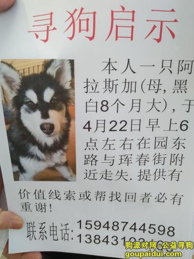 寻爱犬阿拉斯加 园东路珲春街走失 15948744598，它是一只非常可爱的宠物狗狗，希望它早日回家，不要变成流浪狗。