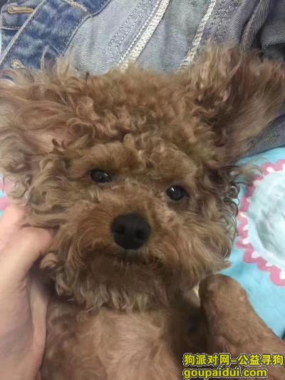 【上海找狗】，浦东大道东波路22日10点45左右棕色小泰迪，它是一只非常可爱的宠物狗狗，希望它早日回家，不要变成流浪狗。