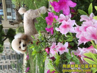 武汉硚口区宝丰路附近丢失杏色泰迪犬一只，它是一只非常可爱的宠物狗狗，希望它早日回家，不要变成流浪狗。