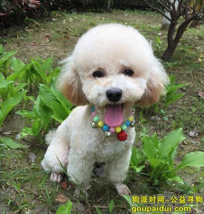 寻狗，4月22日硚口宝丰路丢失泰迪犬一只，重谢！，它是一只非常可爱的宠物狗狗，希望它早日回家，不要变成流浪狗。