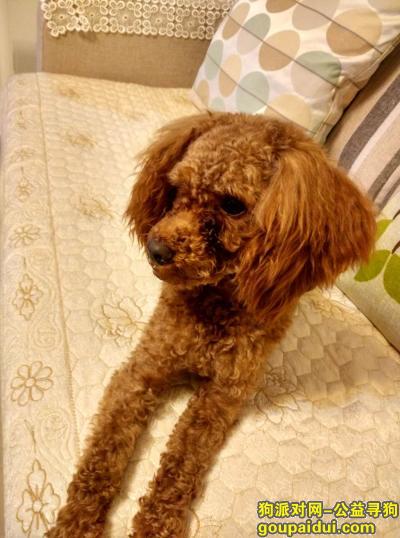 寻北京西直门外德宝小区附近4月19日丢失1岁多泰迪公狗，重谢，它是一只非常可爱的宠物狗狗，希望它早日回家，不要变成流浪狗。