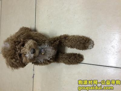 【北京找狗】，我家泰迪在草场地丢了，它是一只非常可爱的宠物狗狗，希望它早日回家，不要变成流浪狗。