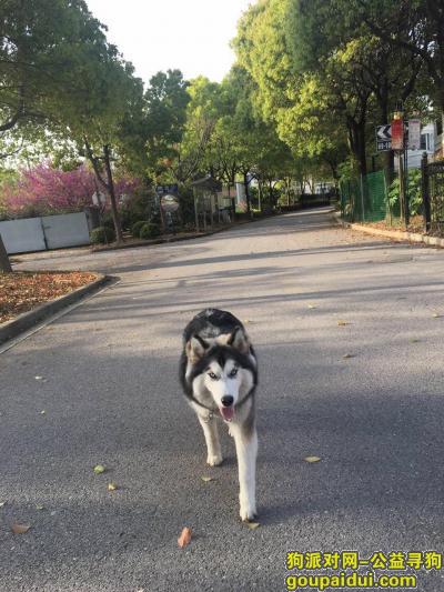 【上海找狗】，上海松江通波路杏林花园寻找哈士奇，它是一只非常可爱的宠物狗狗，希望它早日回家，不要变成流浪狗。