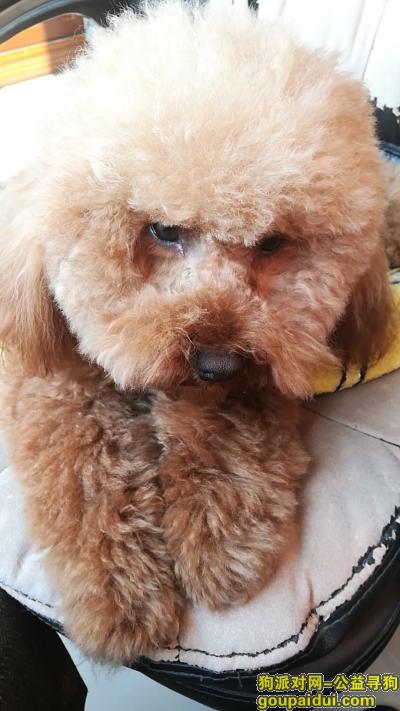 浦东新区张杨路枣庄路附近泰迪走丢，它是一只非常可爱的宠物狗狗，希望它早日回家，不要变成流浪狗。