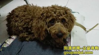 【北京捡到狗】，已找到主人，谢谢！！，它是一只非常可爱的宠物狗狗，希望它早日回家，不要变成流浪狗。