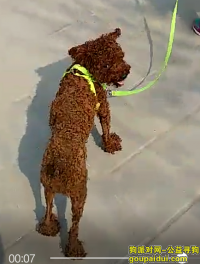 衡水丢狗，2017年4月21号走失的泰迪，它是一只非常可爱的宠物狗狗，希望它早日回家，不要变成流浪狗。