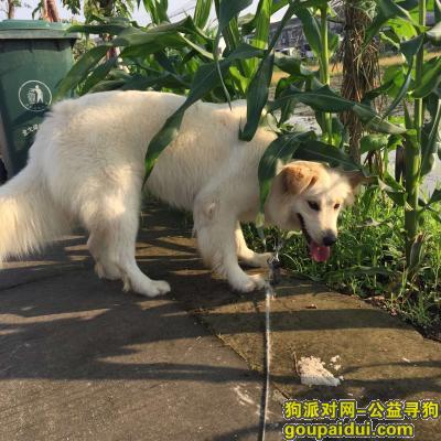 【温州找狗】，苍南钱库龙港寻狗启示，它是一只非常可爱的宠物狗狗，希望它早日回家，不要变成流浪狗。