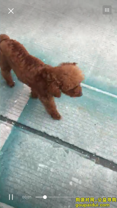【苏州找狗】，太仓市之江国际丢失一只泰迪，它是一只非常可爱的宠物狗狗，希望它早日回家，不要变成流浪狗。