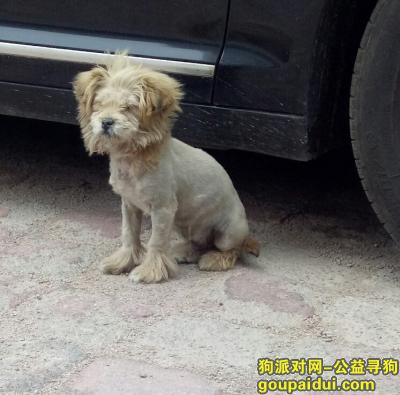 青岛寻狗主人，24日捡到狮子狗一只，招领，它是一只非常可爱的宠物狗狗，希望它早日回家，不要变成流浪狗。
