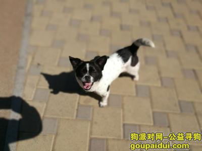 【天津捡到狗】，复兴公园捡到一只黑白花小公狗，它是一只非常可爱的宠物狗狗，希望它早日回家，不要变成流浪狗。