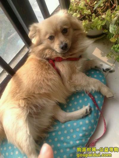 寻狗 黄色土狗串串 北京大兴，它是一只非常可爱的宠物狗狗，希望它早日回家，不要变成流浪狗。