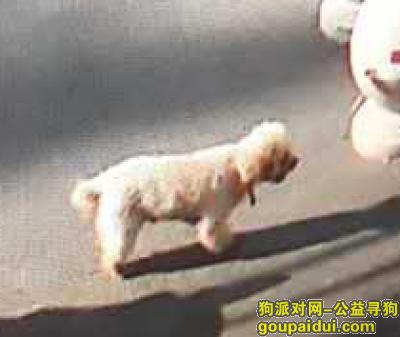 寻狗启示，找到重谢3000元！，它是一只非常可爱的宠物狗狗，希望它早日回家，不要变成流浪狗。