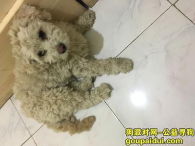 郑州航海东路未来路寻黄色小公狗，它是一只非常可爱的宠物狗狗，希望它早日回家，不要变成流浪狗。