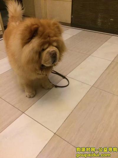【北京找狗】，寻8岁爱狗松狮大兴走失，它是一只非常可爱的宠物狗狗，希望它早日回家，不要变成流浪狗。