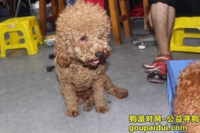 【深圳找狗】，深圳大浪寻狗，小宾回家了，它是一只非常可爱的宠物狗狗，希望它早日回家，不要变成流浪狗。