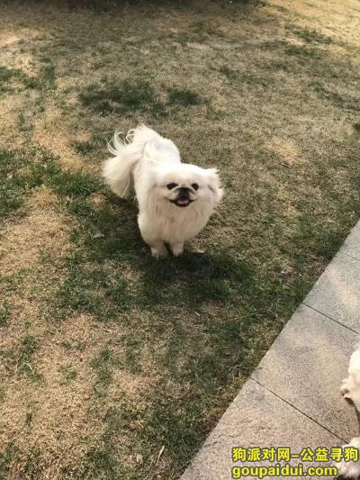 寻找白色京巴犬 郑州市中牟县、如果您看到知情者请速与我联系，它是一只非常可爱的宠物狗狗，希望它早日回家，不要变成流浪狗。