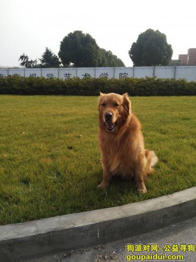 【南京找狗】，寻找金毛狗----瑞卡，它是一只非常可爱的宠物狗狗，希望它早日回家，不要变成流浪狗。