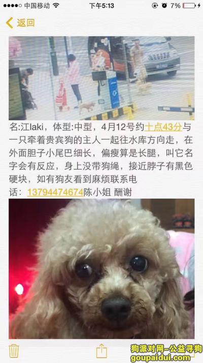 【深圳找狗】，深圳寻狗名叫江laki，它是一只非常可爱的宠物狗狗，希望它早日回家，不要变成流浪狗。