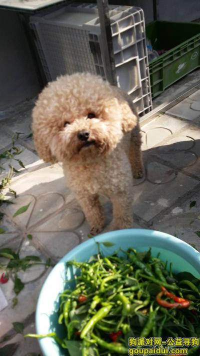 10000元寻找2016/12月在康复路丢失的五岁香槟色泰迪犬，它是一只非常可爱的宠物狗狗，希望它早日回家，不要变成流浪狗。