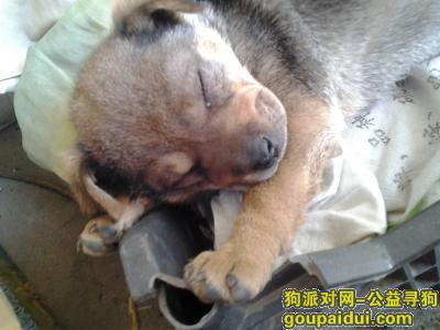 烟台寻狗网，狗狗于2017年4月27日中午在兰高镇镇沙村走失，它是一只非常可爱的宠物狗狗，希望它早日回家，不要变成流浪狗。