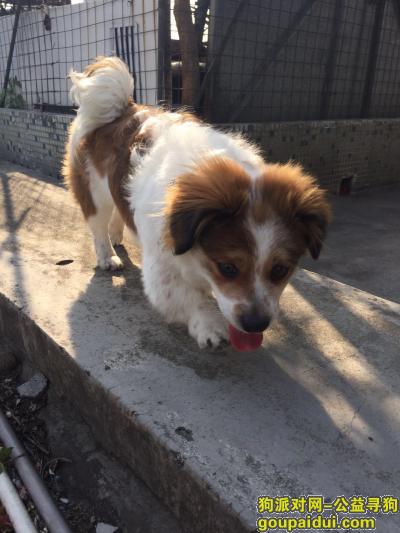 【东莞找狗】，东莞南城步行街新基二环路寻狗启示.，它是一只非常可爱的宠物狗狗，希望它早日回家，不要变成流浪狗。