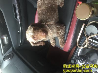 重庆市大足区龙水五金市场走丢狗狗，它是一只非常可爱的宠物狗狗，希望它早日回家，不要变成流浪狗。